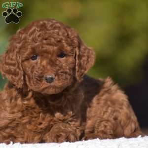 Katie, Miniature Poodle Puppy